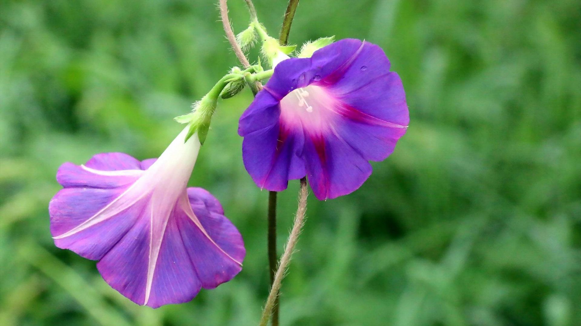 牵牛花 油菜花唯美高清幻灯片背景图片