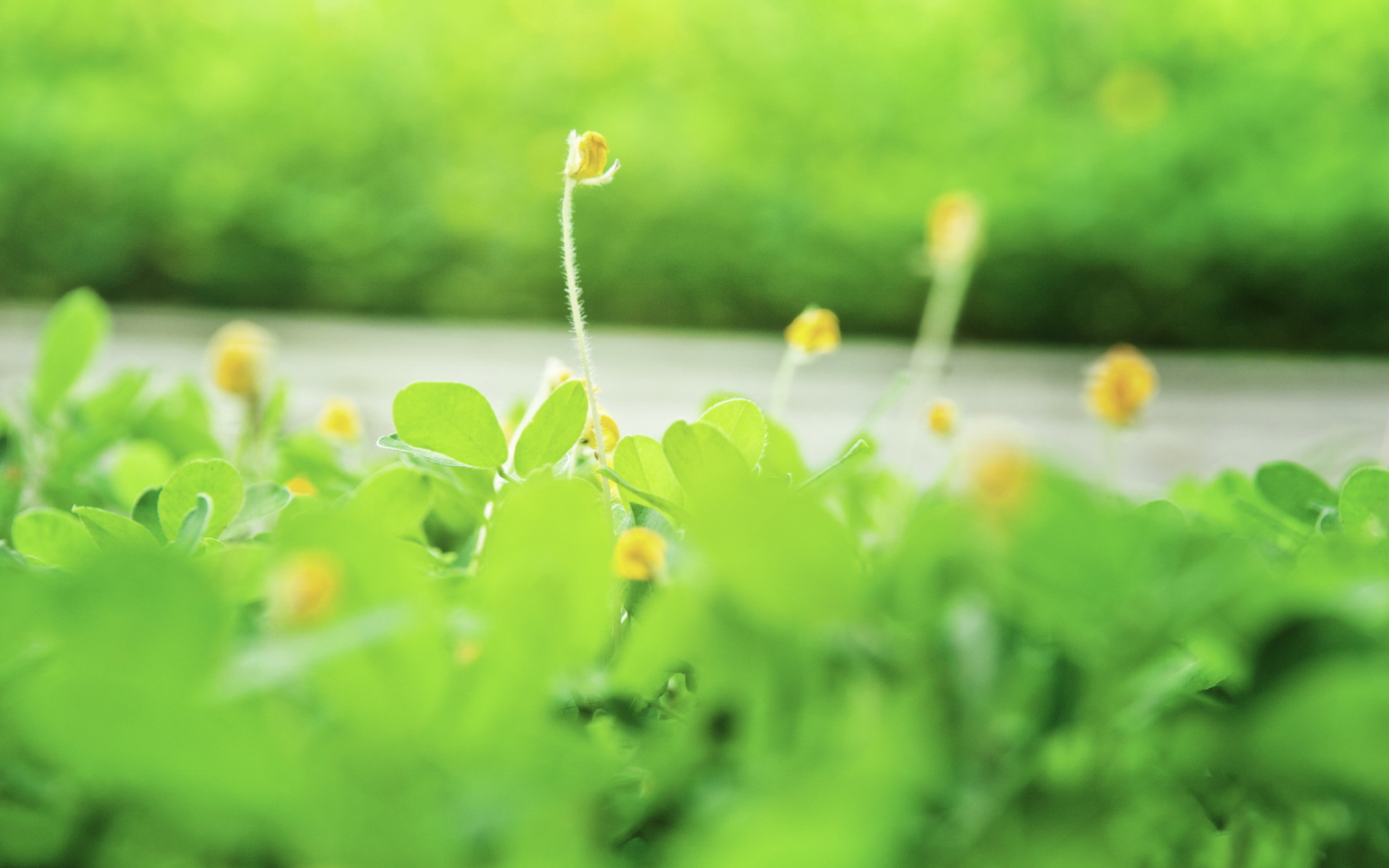 嫩芽 淡雅绿背景