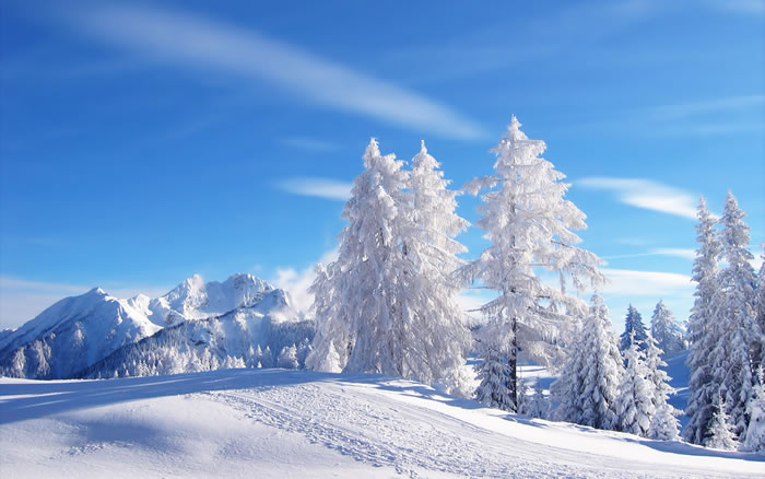 挺拔的雪松雪景ppt背景图片