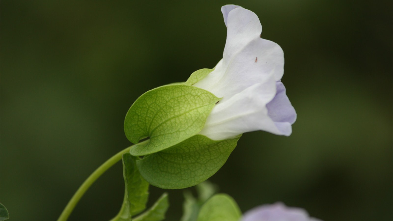 漂亮的小白花高清背景图片