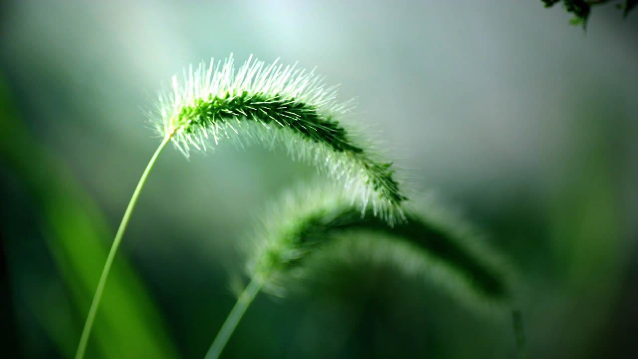 狗尾巴草绿色背景图片