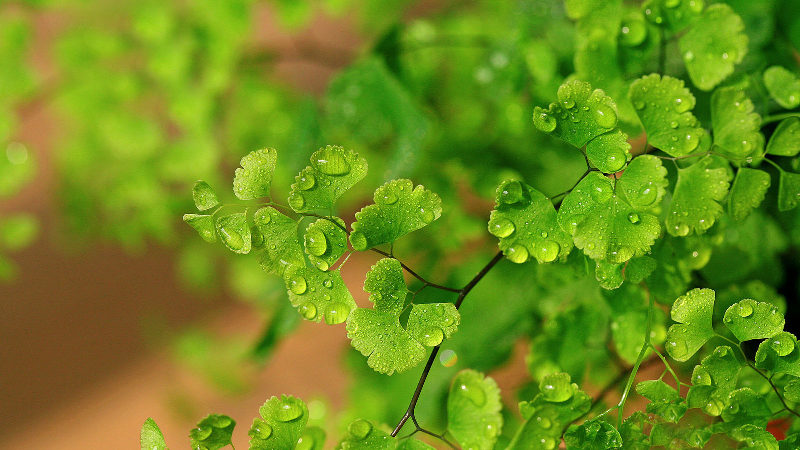 雨露中的银杏树叶高清背景图片