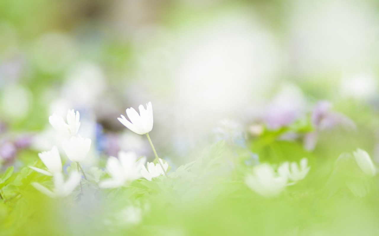 漂亮花儿朦胧背景图片