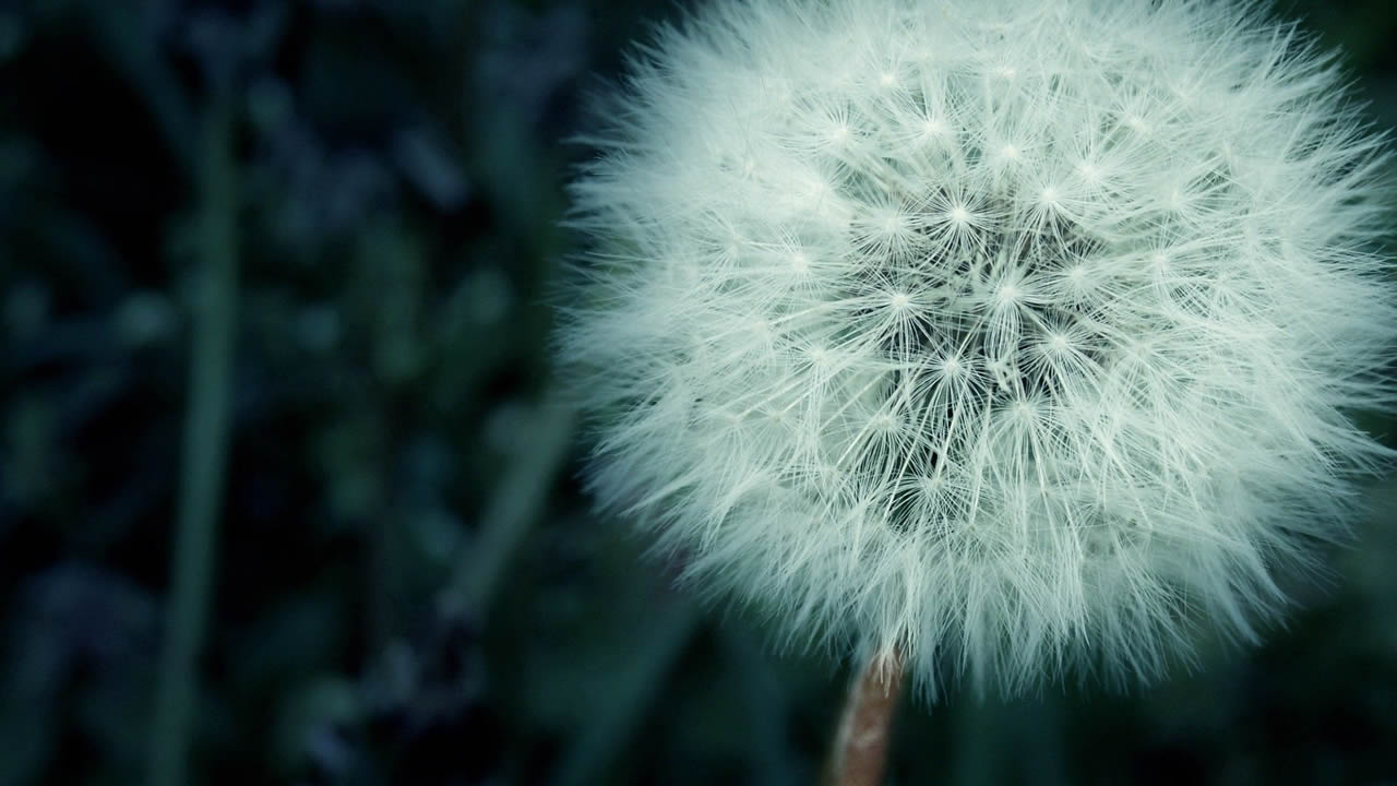 蒲公英高清特写幻灯片背景图片