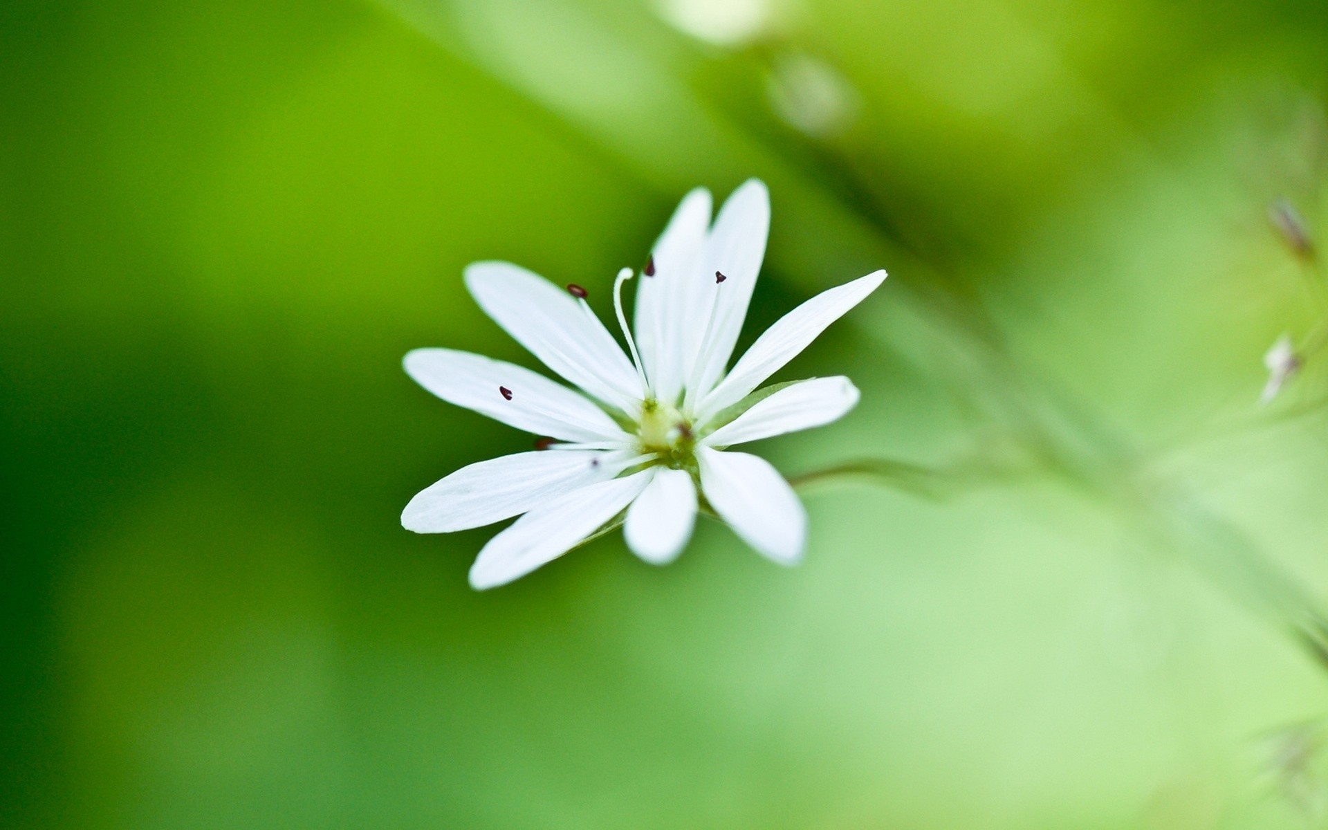 安静 清雅的花朵图片