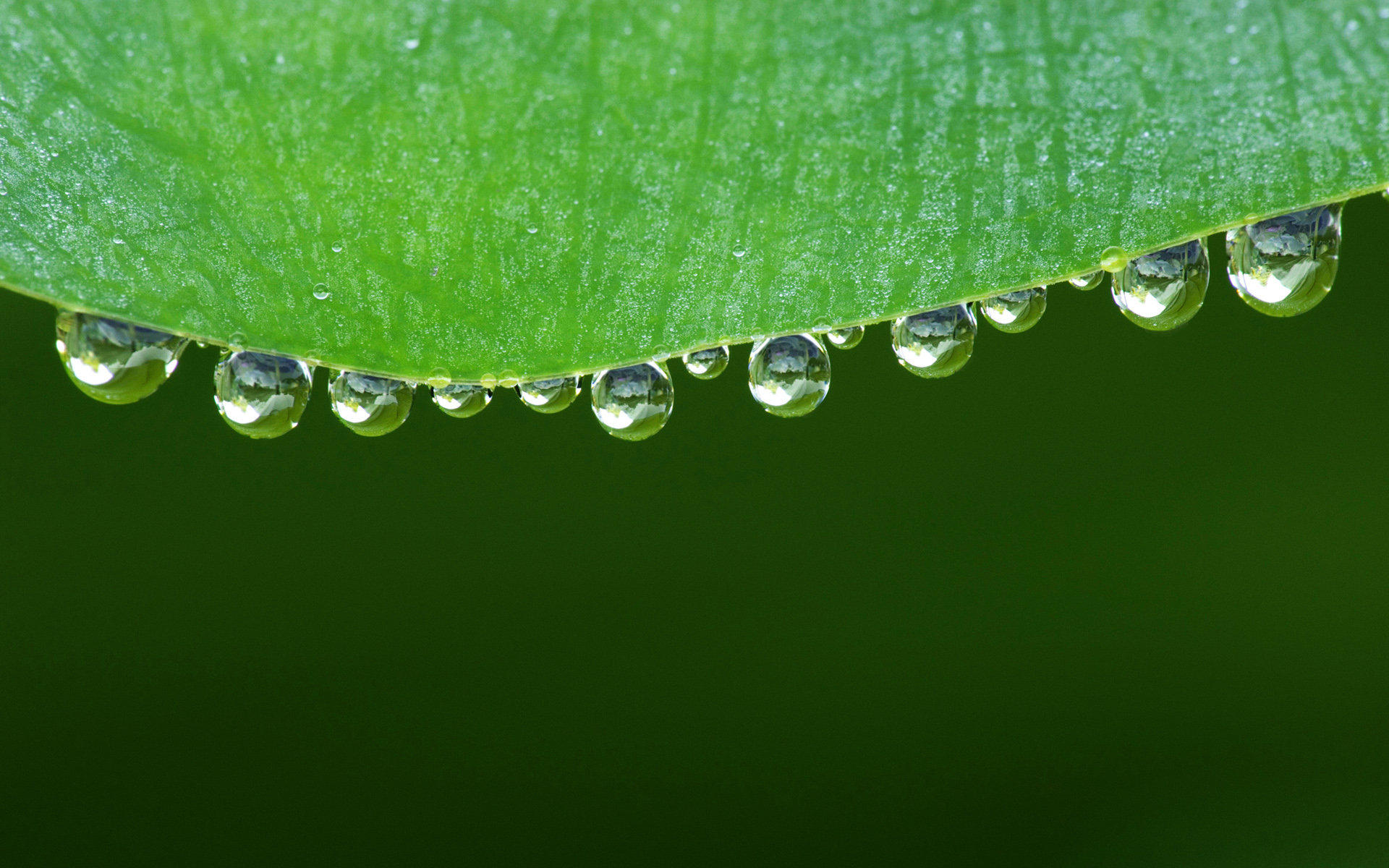 雨露 水滴 绿叶高清写真大图绿色清新ppt图片