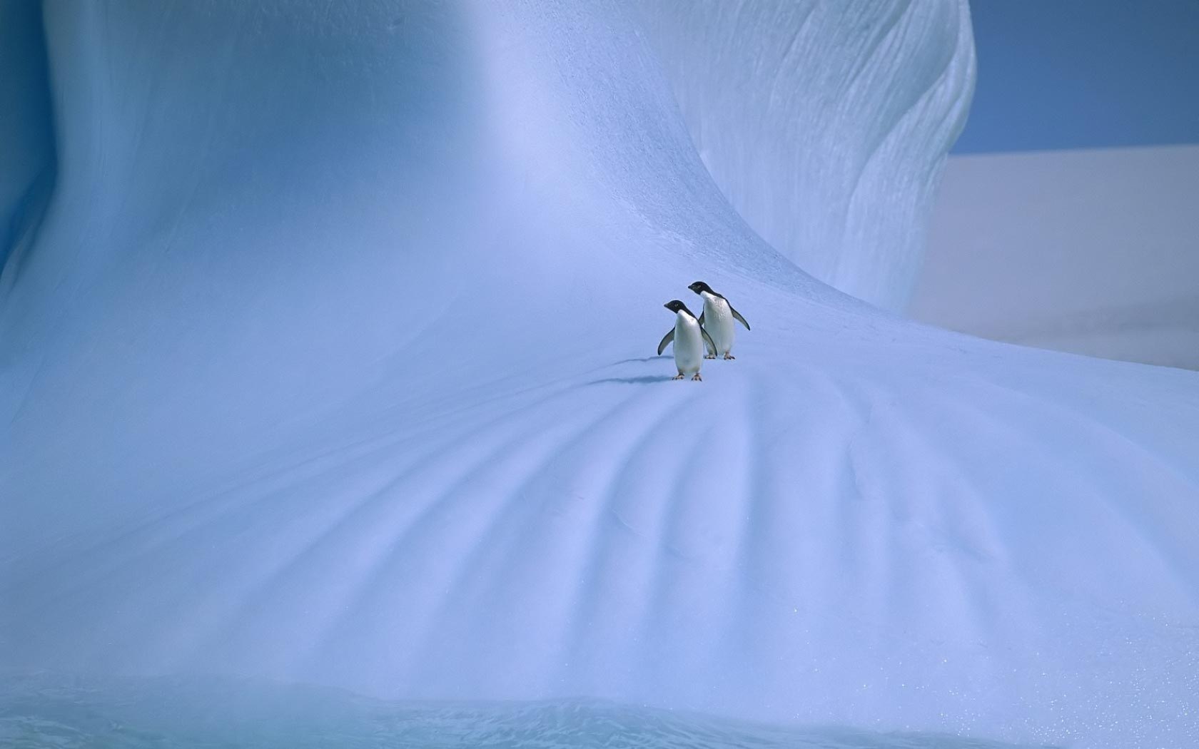 雪地里的两只可爱企鹅图片